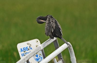 Neotropic Cormorant