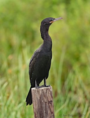 Neotropic Cormorant