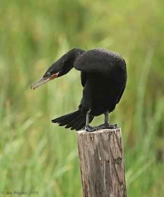 Neotropic Cormorant