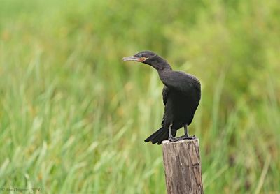 Neotropic Cormorant
