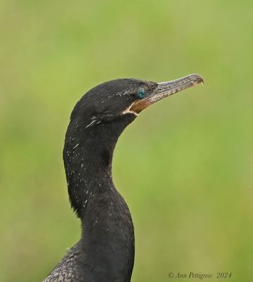 Neotropic Cormorant