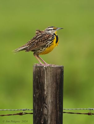 Eastern Meadowlark