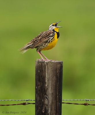 Eastern Meadowlark