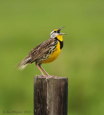 Eastern Meadowlark
