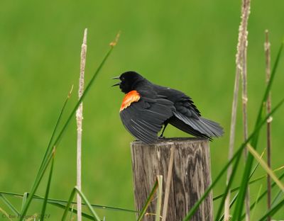 Red-winged Blackbird