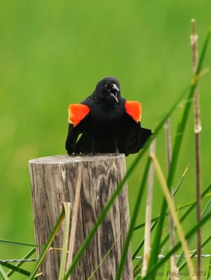 Red-winged Blackbird