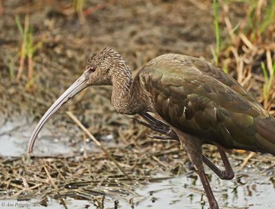 White-faced Ibis - non-breeding adult