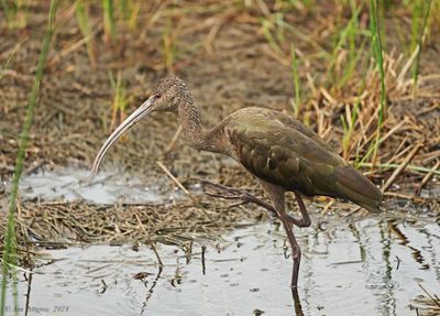 White-faced Ibis - non-breeding adult