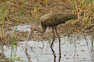 White-faced Ibis - non-breeding adult