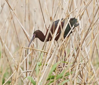 White-faced Ibis