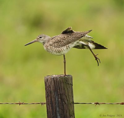 Willet