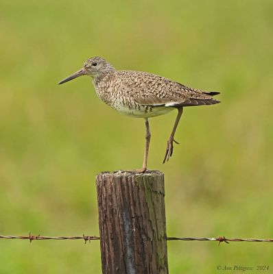 Willet