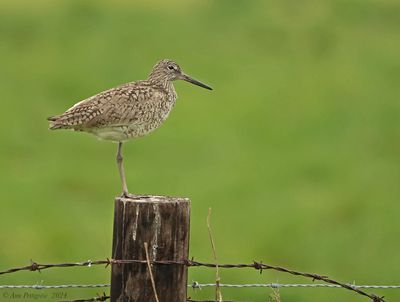 Willet