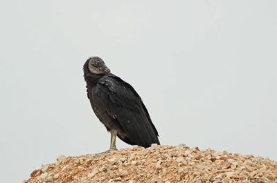 Black Vulture