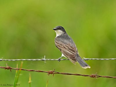 Eastern Kingbird
