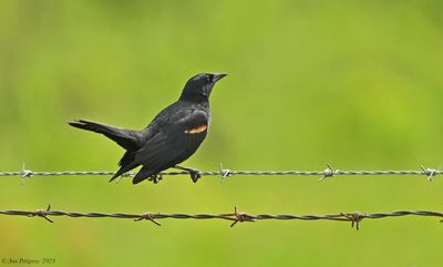 Red-winged Blackbird - male