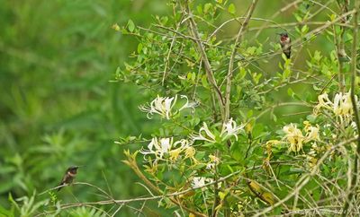Ruby-throated Hummingbird