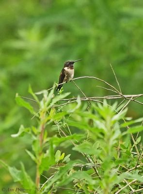 Ruby-throated Hummingbird