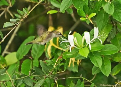 Ruby-throated Hummingbird