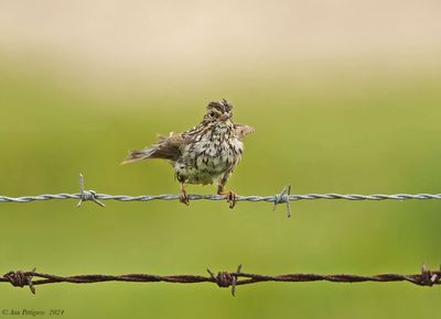Savannah Sparrow