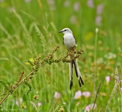 Scissor-tailed Flycatcher