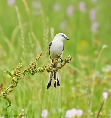 Scissor-tailed Flycatcher