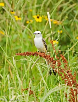 Scissor-tailed Flycatcher