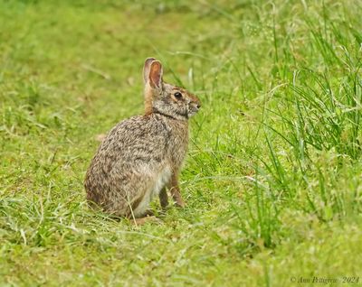 Eastern Cottontail
