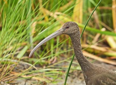White-faced Ibis