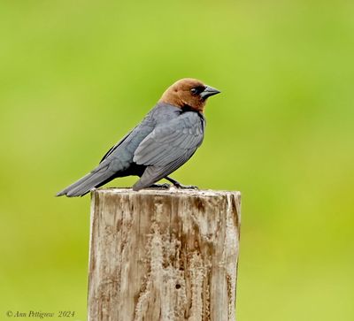 Brown-headed Cowbird