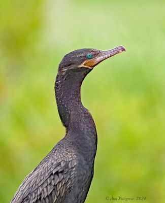 Neotropic Cormorant