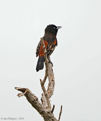 Orchard Oriole