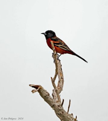 Orchard Oriole