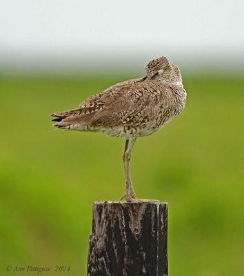 Willet