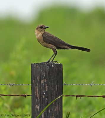 Boat-tailed Grackle - female