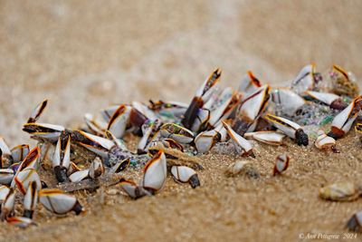 Gooseneck Barnacles