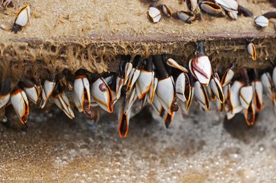 Gooseneck Barnacles