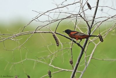 Orchard Oriole