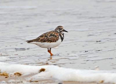 Ruddy Turnstone