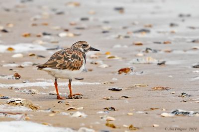 Ruddy Turnstone