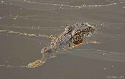 American Alligator