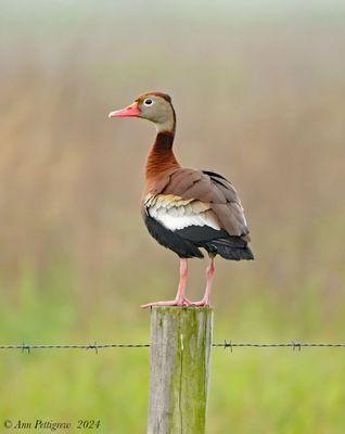Black-bellied Whistling-Duck