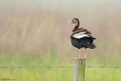 Black-bellied Whistling-Duck