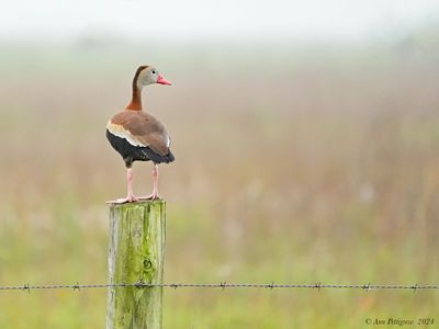 Black-bellied Whistling-Duck