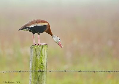 Black-bellied Whistling-Duck