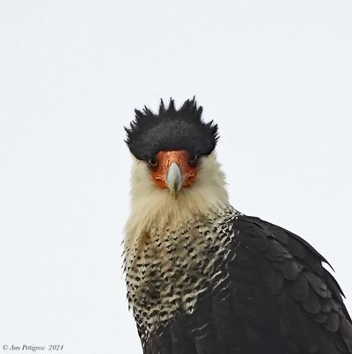 Crested Caracara