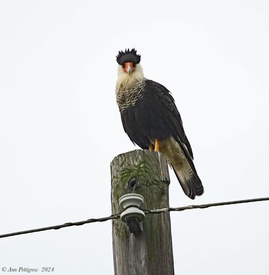 Crested Caracara