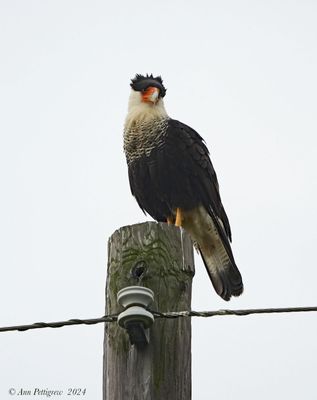 Crested Caracara
