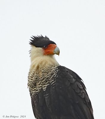 Crested Caracara