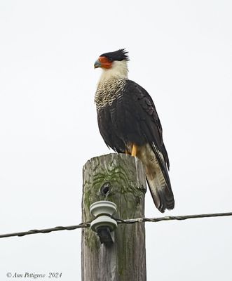 Crested Caracara